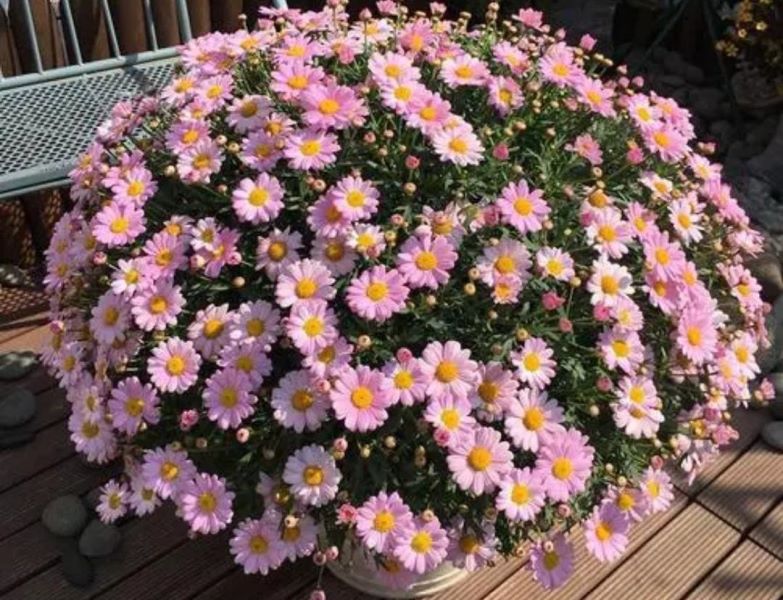 草本花卉有哪些「草本花卉有哪些种类」