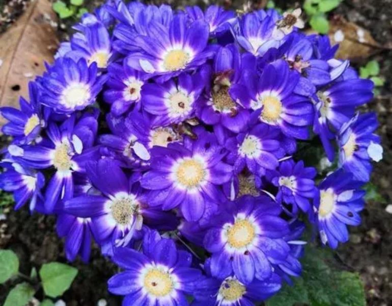 草本花卉有哪些「草本花卉有哪些种类」