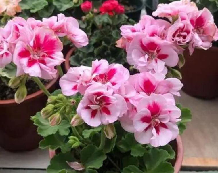 草本花卉有哪些「草本花卉有哪些种类」