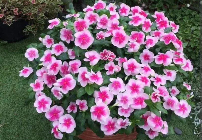 草本花卉有哪些「草本花卉有哪些种类」
