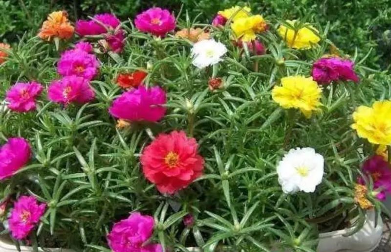 草本花卉有哪些「草本花卉有哪些种类」