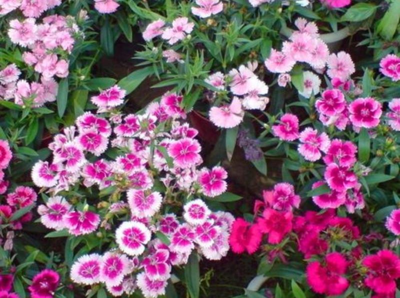 草本花卉有哪些「草本花卉有哪些种类」