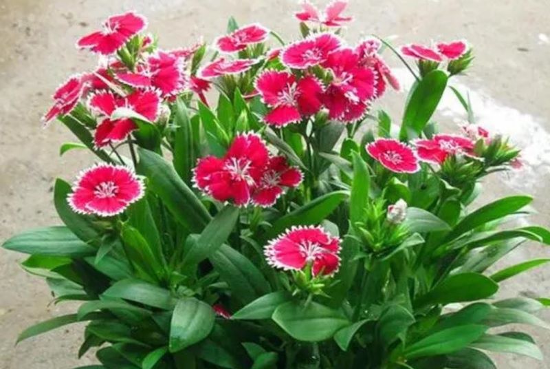 草本花卉有哪些「草本花卉有哪些种类」