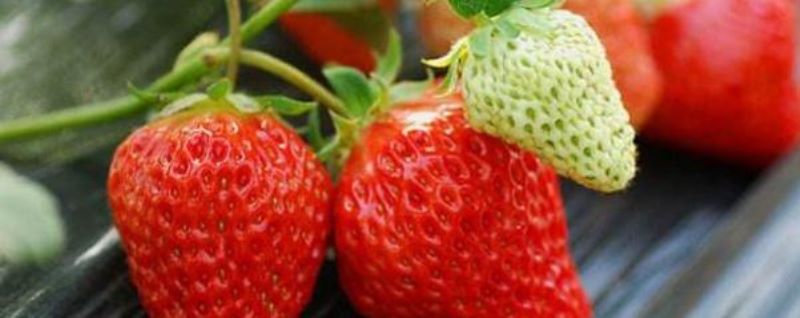草莓在什么季节种植最好「草莓在什么季节种植最好呢」