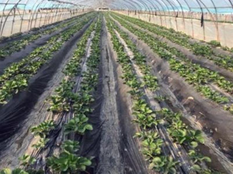 草莓在什么季节种植最好「草莓在什么季节种植最好呢」