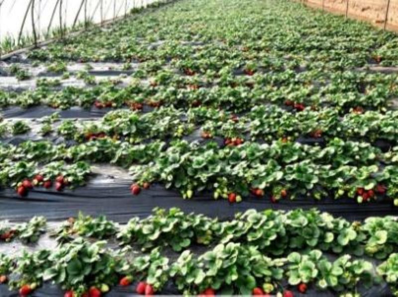草莓在什么季节种植最好「草莓在什么季节种植最好呢」