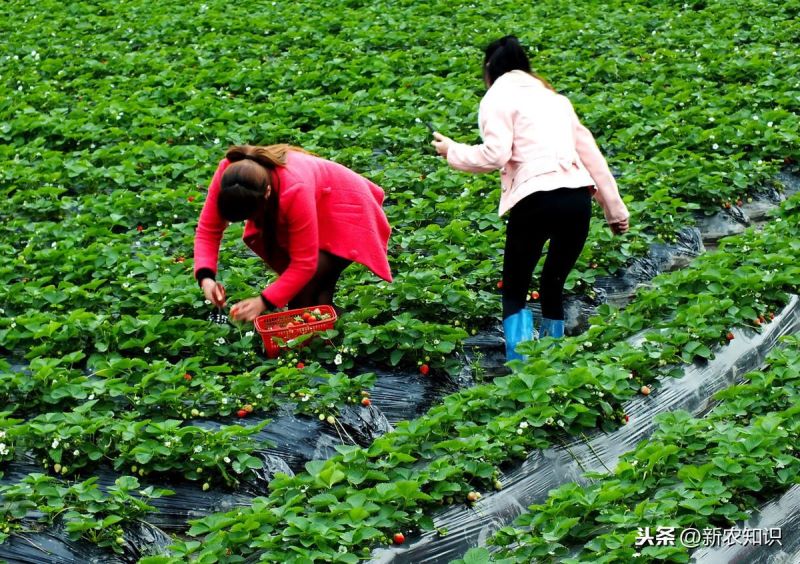 草莓如何种植「草莓如何种植方法」