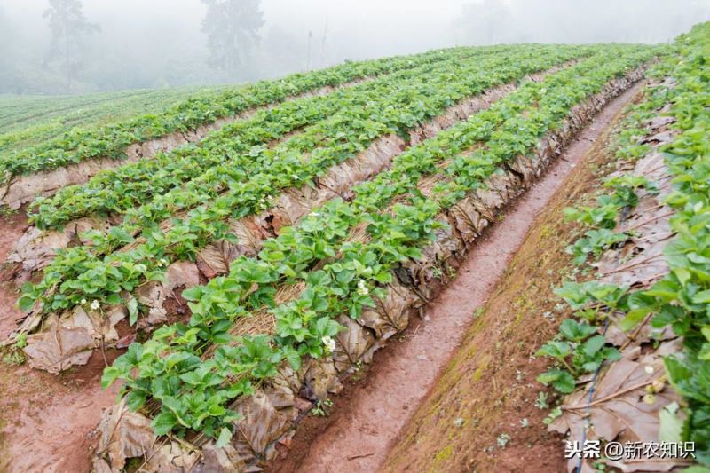 草莓如何种植「草莓如何种植方法」