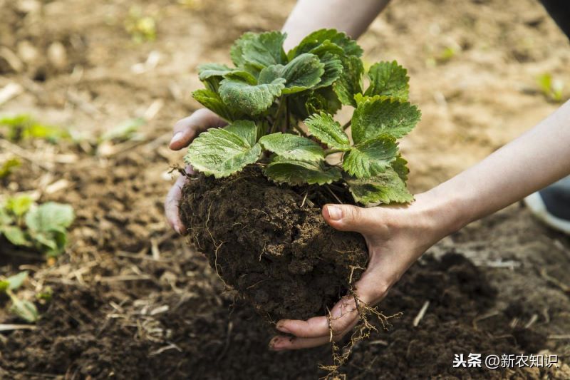 草莓如何种植「草莓如何种植方法」