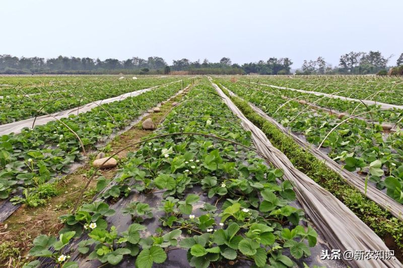 草莓如何种植「草莓如何种植方法」