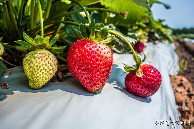 草莓如何种植「草莓如何种植方法」