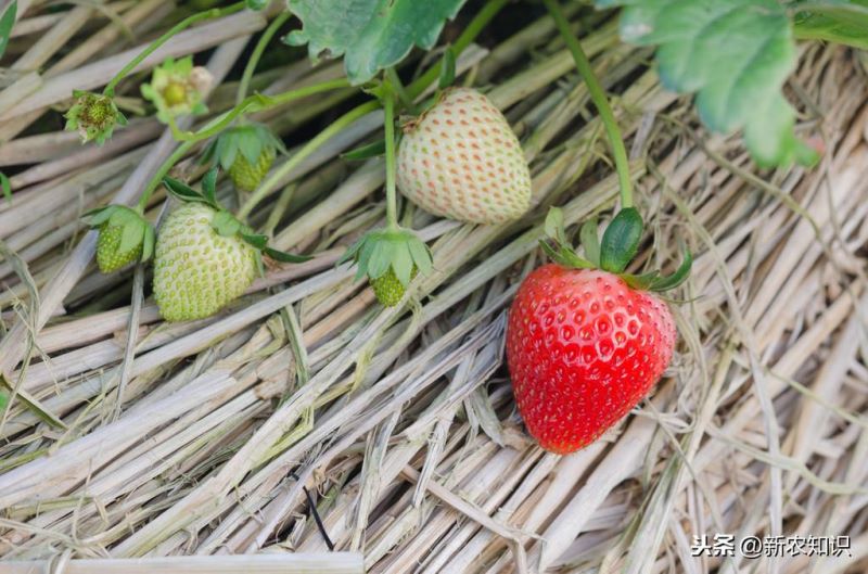 草莓如何种植「草莓如何种植方法」