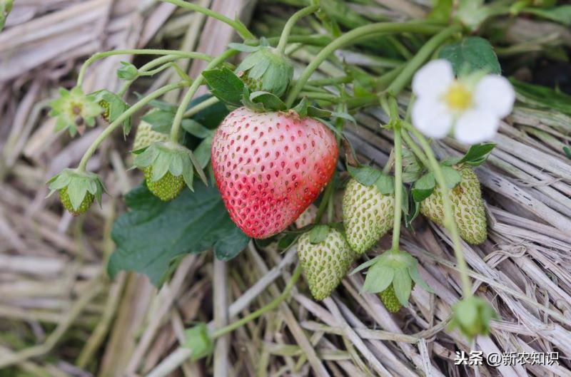 草莓如何种植「草莓如何种植方法」