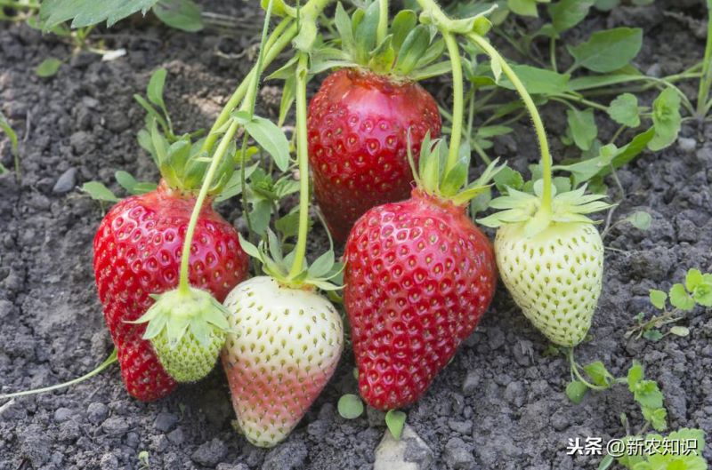 草莓如何种植「草莓如何种植方法」