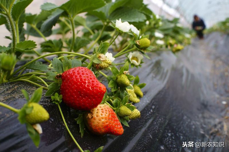 草莓如何种植「草莓如何种植方法」