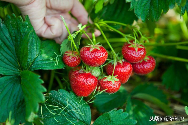 草莓如何种植「草莓如何种植方法」