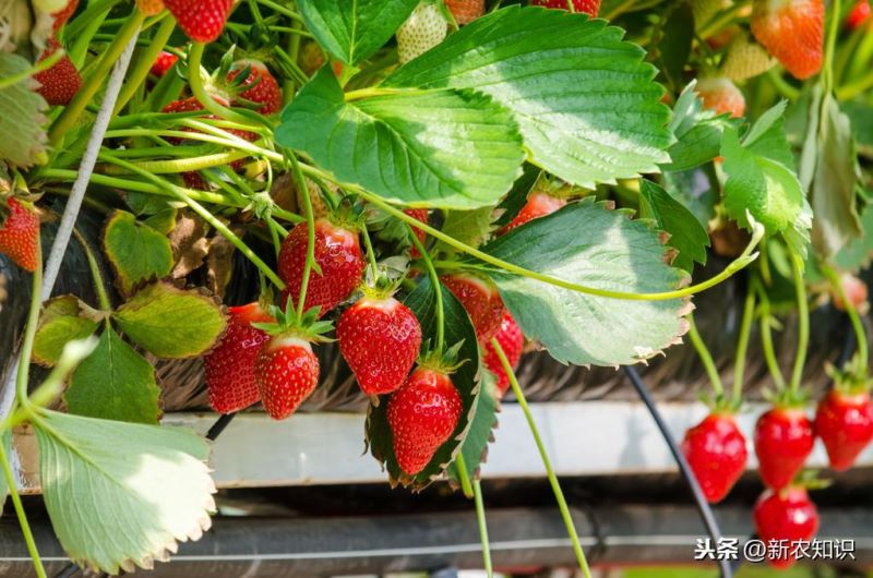 草莓如何种植「草莓如何种植方法」