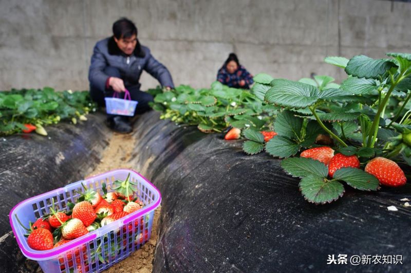 草莓如何种植「草莓如何种植方法」