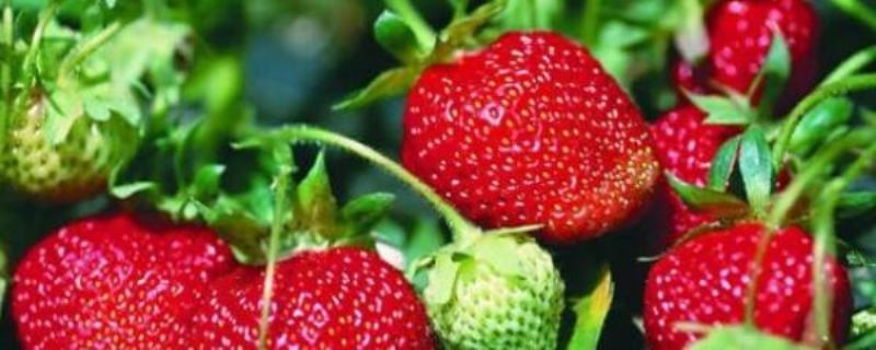 草莓怎么种植技术「草莓怎么种植技术视频」