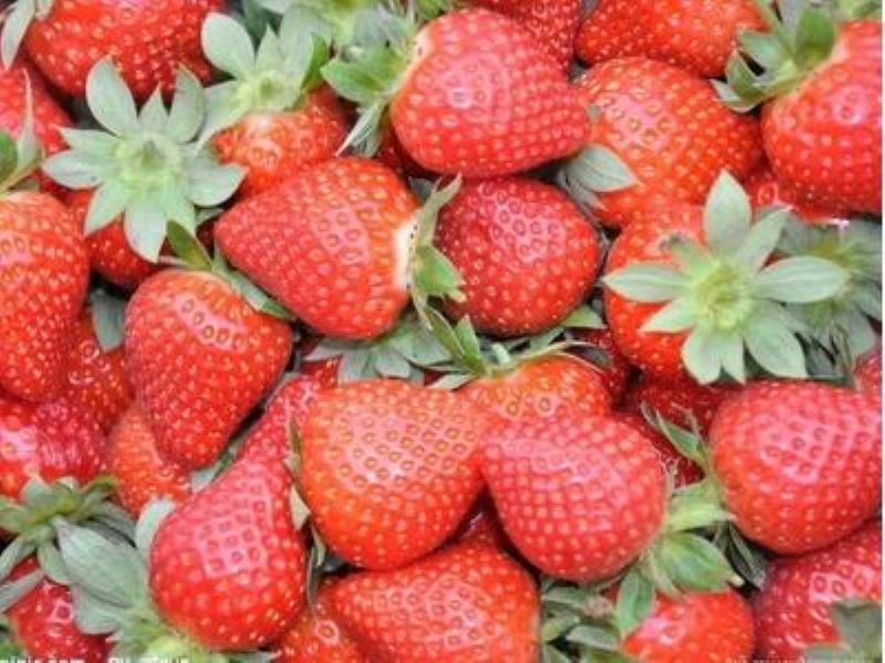 草莓怎么种植技术「草莓怎么种植技术视频」