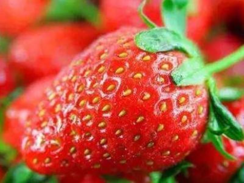 草莓怎么种植管理「草莓怎么种植管理方法」