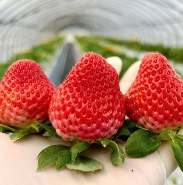 草莓种什么时候种「草莓种什么时候种植最好」