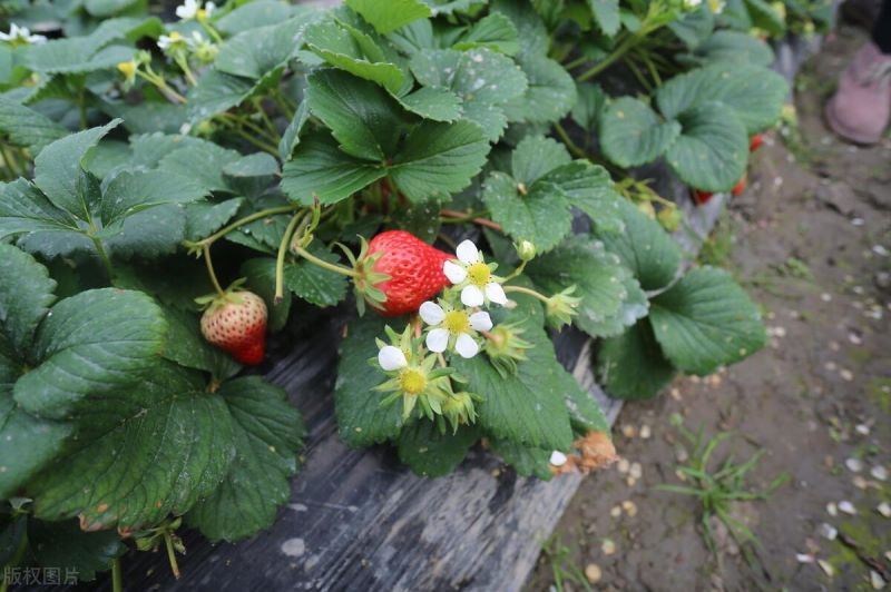 草莓籽怎么种植「草莓籽怎么种植才能最快发芽」