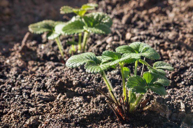 草莓籽怎么种植「草莓籽怎么种植才能最快发芽」