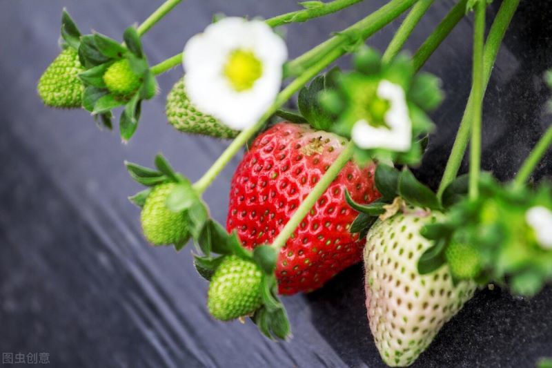 草莓籽怎么种植「草莓籽怎么种植才能最快发芽」