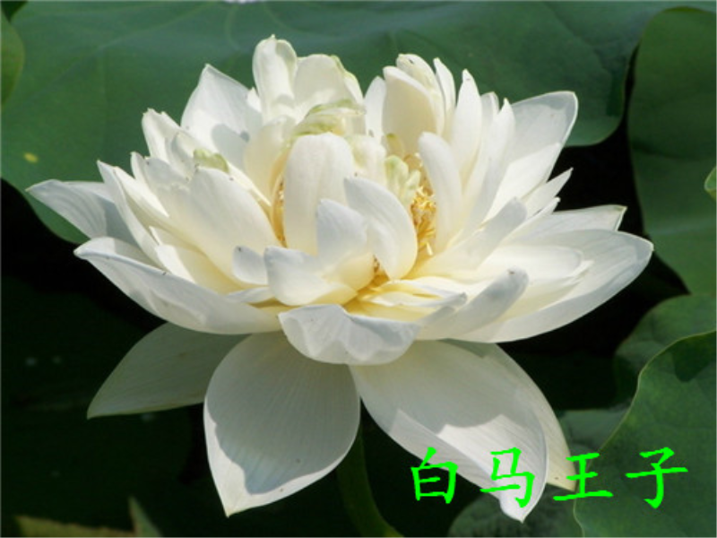 荷花几月份开得最旺盛「荷花几月份开得最旺盛呢」