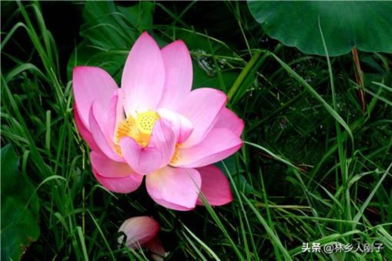 荷花应该什么时候种植「荷花应该什么时候种植最好」