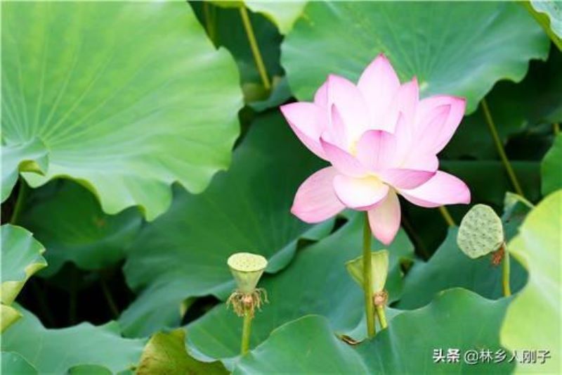 荷花应该什么时候种植「荷花应该什么时候种植最好」