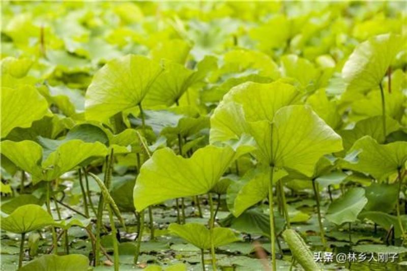 荷花应该什么时候种植「荷花应该什么时候种植最好」