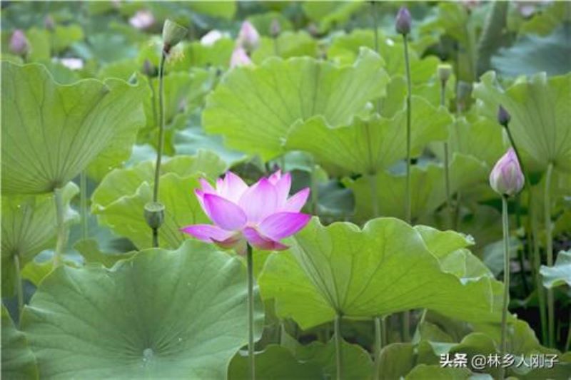 荷花应该什么时候种植「荷花应该什么时候种植最好」