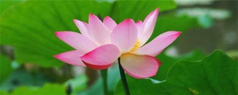 荷花苗怎么栽种「荷花苗怎么栽种藏头露尾」