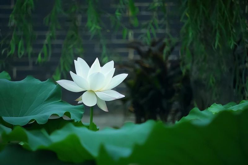 荷花象征着什么意义「荷花象征着什么意义和人」