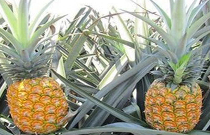 菠萝怎么种植「菠萝怎么种植方法视频」_1