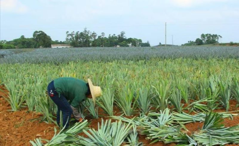 菠萝怎么种植「菠萝怎么种植方法视频」_2