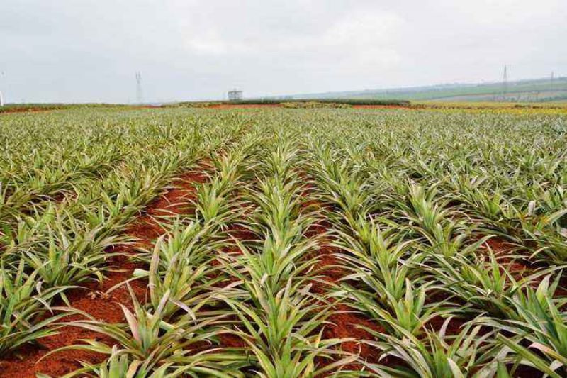 菠萝怎么种植「菠萝怎么种植方法视频」_2