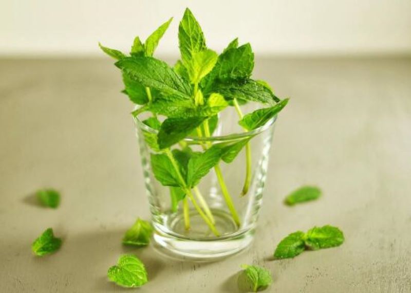 薄荷怎么修剪才能爆盆「薄荷怎么修剪才能爆盆视频」