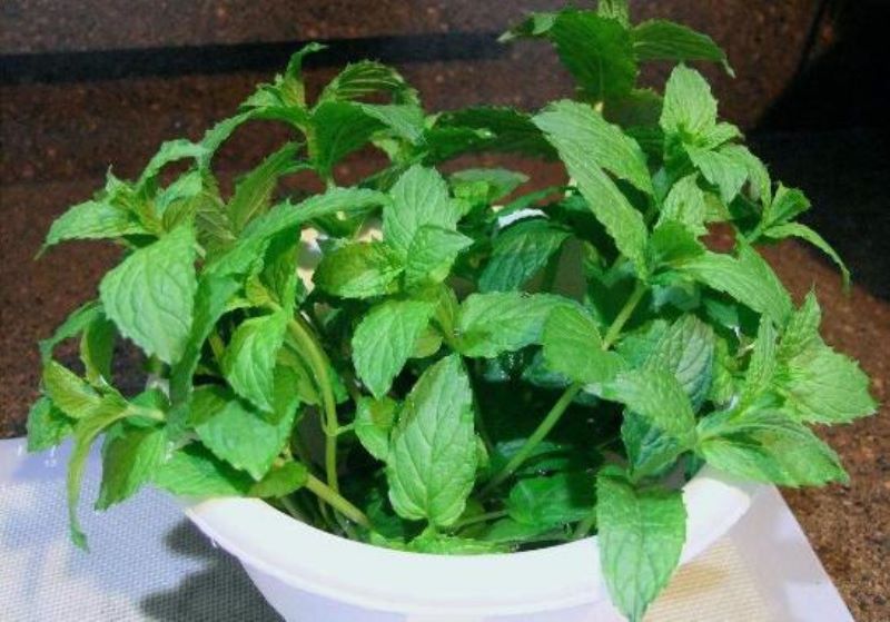 薄荷怎么修剪才能爆盆「薄荷怎么修剪才能爆盆视频」