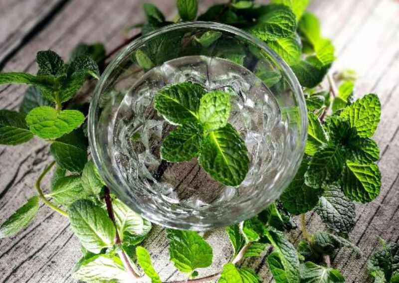 薄荷怎么修剪才能爆盆「薄荷怎么修剪才能爆盆视频」