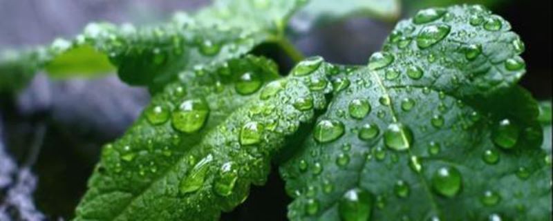 薄荷怎么养盆栽「薄荷怎么养盆栽什么样浇水」