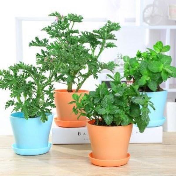 薄荷怎么种植「薄荷怎么种植方法和注意事项」