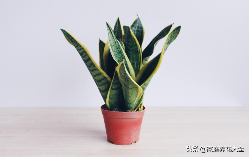 虎皮兰什么时候换盆最合适「虎皮兰什么时候换盆最合适图片」