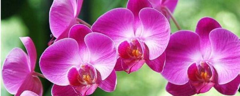 蝴蝶兰夏天怎么养护「蝴蝶兰夏天怎么养护才能开花」