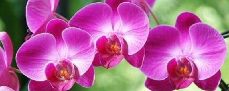 蝴蝶兰开完花怎么养「蝴蝶兰开完花怎么养护」