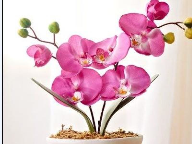 蝴蝶兰开完花怎么养「蝴蝶兰开完花怎么养护」