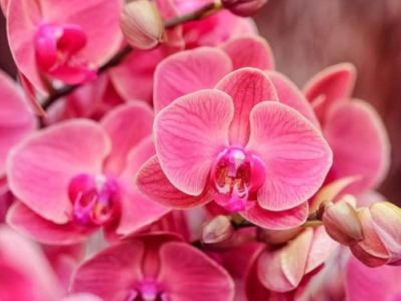 蝴蝶兰花期怎么养护「蝴蝶兰花期怎么养护视频」