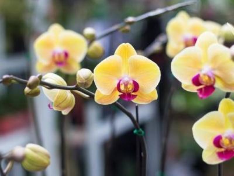 蝴蝶兰花期怎么养护「蝴蝶兰花期怎么养护视频」